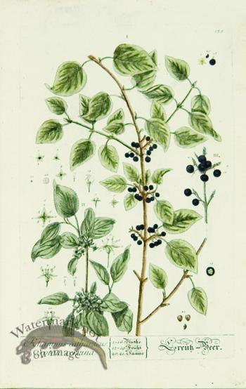 Blackwell German 078